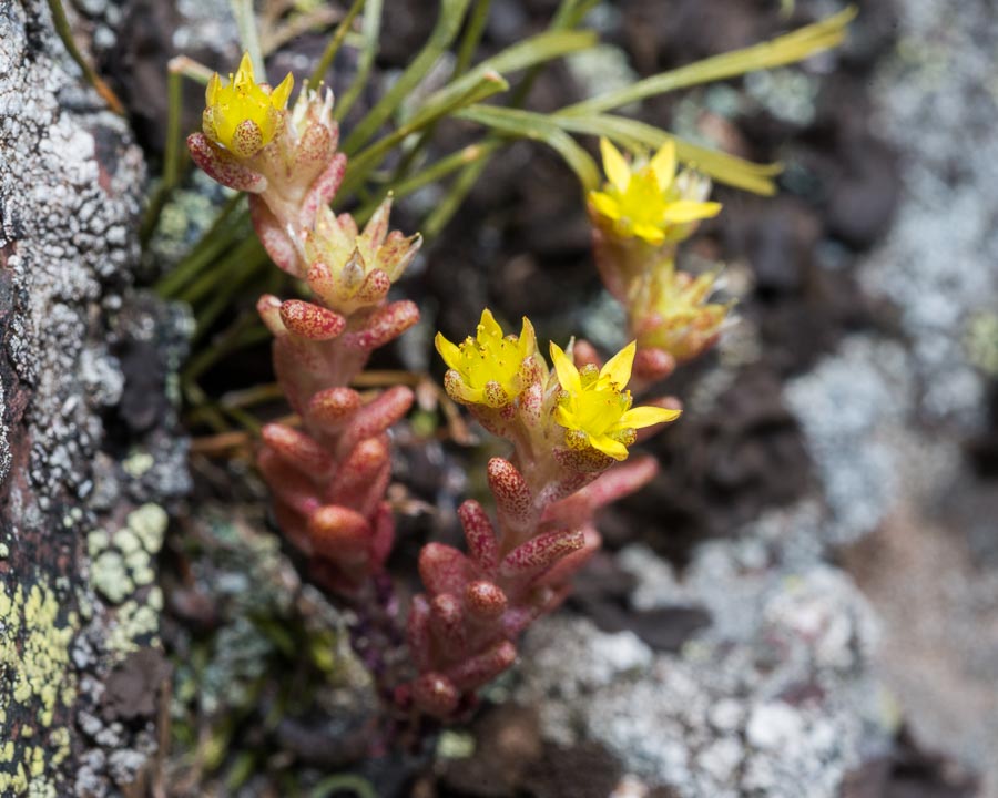 Sedum annuum / Borracina annua